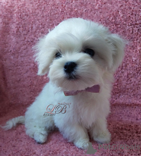 Photo №1. maltese dog - for sale in the city of Kiev | 1500$ | Announcement № 17334