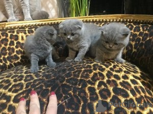 Photo №1. scottish fold - for sale in the city of Билзен | Is free | Announcement № 69600