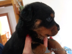 Photo №2 to announcement № 160020 for the sale of rottweiler - buy in Latvia private announcement