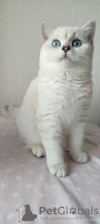 Photo №2 to announcement № 27795 for the sale of british shorthair - buy in Ukraine breeder