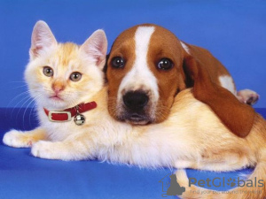 Photo №1. Services for the delivery and transportation of cats and dogs in the city of Kaliningrad. Announcement № 11376