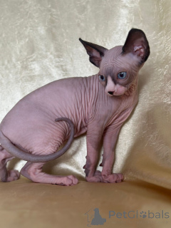 Photo №4. I will sell sphynx-katze in the city of Überlingen. private announcement - price - negotiated
