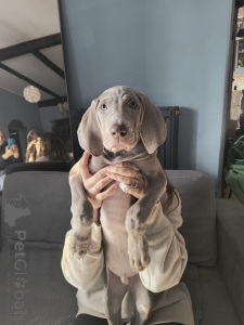 Photo №3. Lady Dzidzia. Poland