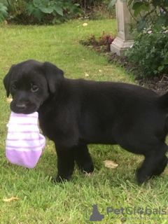 Photo №3. Gorgeous Labrador Puppies Ready for Their Forever Homes!. Greenland