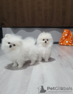Photo №2 to announcement № 95363 for the sale of pomeranian - buy in Georgia private announcement, from nursery, breeder