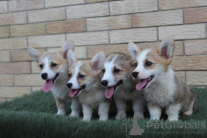 Photo №4. I will sell welsh corgi in the city of Bačka Topola.  - price - 581$