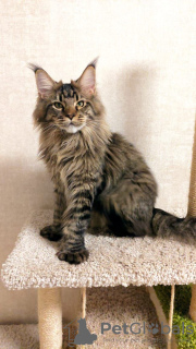 Photo №1. maine coon - for sale in the city of Tolyatti | 1200$ | Announcement № 23866