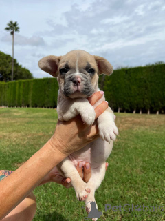 Photo №3. Puppies for sale very cute French bulldog.. Spain