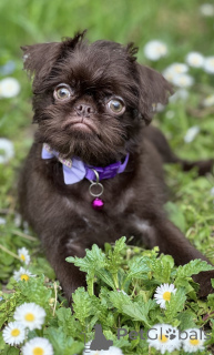 Photo №2 to announcement № 139129 for the sale of otterhound - buy in Serbia 