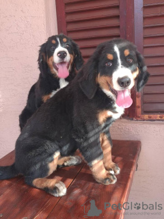 Photo №1. bernese mountain dog - for sale in the city of Vilovo | 317$ | Announcement № 73039