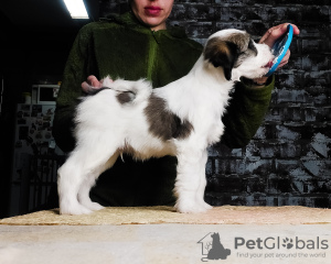 Photo №3. Tibetan Terrier puppies. Belarus