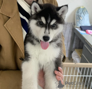 Photo №1. siberian husky - for sale in the city of Tampere | negotiated | Announcement № 119797