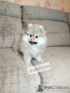 Photo №2 to announcement № 15596 for the sale of pomeranian - buy in Belarus from nursery, breeder