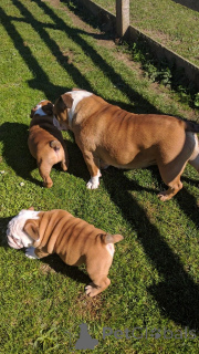 Photo №2 to announcement № 141026 for the sale of english bulldog - buy in Spain private announcement, breeder