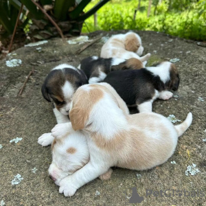 Photo №3. Beautiful beagle puppies for sale.. Germany