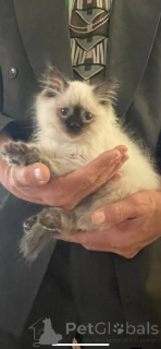 Photo №3. So adorable . Spain