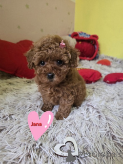 Photo №1. poodle (toy) - for sale in the city of Zrenjanin | negotiated | Announcement № 165128