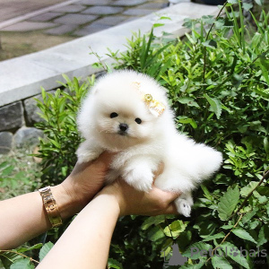 Photo №4. I will sell pomeranian in the city of Saint Pölten. private announcement - price - 380$