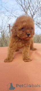 Photo №2 to announcement № 137237 for the sale of poodle (toy) - buy in Ukraine 