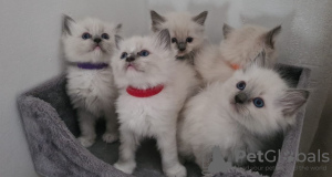 Photo №1. ragdoll - for sale in the city of Москва | Is free | Announcement № 10023