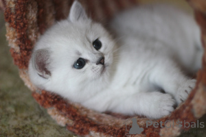 Photo №3. British kittens. Russian Federation