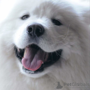 Photo №1. samoyed dog - for sale in the city of Minsk | negotiated | Announcement № 7999