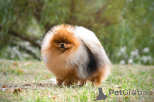 Additional photos: Сute black&tan Pomeranian puppy