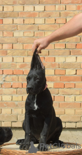 Photo №4. I will sell cane corso in the city of Belgrade.  - price - 370$