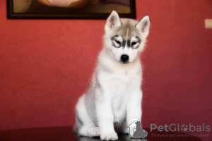 Photo №1. siberian husky - for sale in the city of Апшеронск | Is free | Announcement № 7268