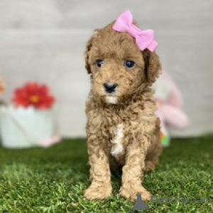 Photo №2 to announcement № 167062 for the sale of poodle (toy) - buy in Ukraine private announcement