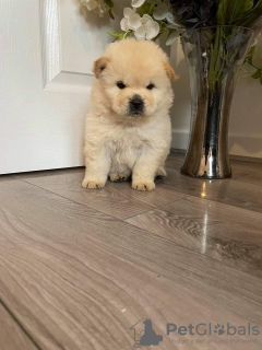 Photo №2 to announcement № 11280 for the sale of chow chow - buy in United Kingdom private announcement