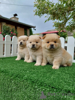 Photo №2 to announcement № 139143 for the sale of chow chow - buy in Serbia 
