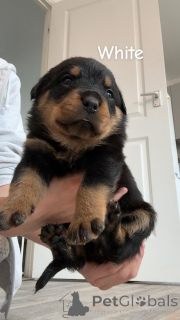 Photo №4. I will sell rottweiler in the city of Antwerp. private announcement - price - Is free