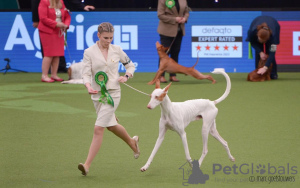 Additional photos: Podenco Ibicenco puppies.