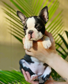 Photo №1. boston terrier - for sale in the city of San Francisco Township | 400$ | Announcement № 112398