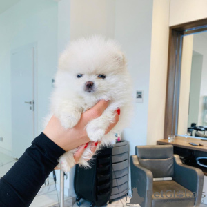 Photo №2 to announcement № 133869 for the sale of pomeranian - buy in Austria private announcement