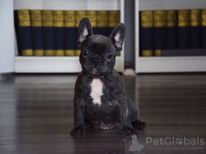 Photo №1. french bulldog - for sale in the city of Дублин | Is free | Announcement № 124151