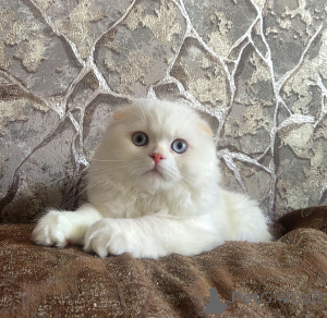 Photo №1. scottish straight - for sale in the city of Essentuki | negotiated | Announcement № 153956