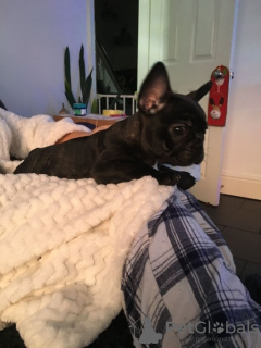 Photo №2 to announcement № 119323 for the sale of french bulldog - buy in Germany private announcement