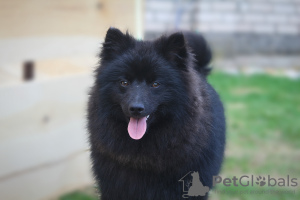 Photo №2 to announcement № 50583 for the sale of german spitz - buy in Poland from nursery