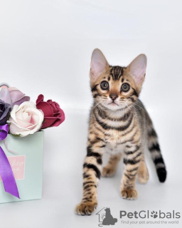 Photo №1. bengal cat - for sale in the city of Nizhny Novgorod | 621$ | Announcement № 24382