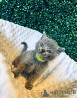 Photo №2 to announcement № 152934 for the sale of  - buy in Germany 