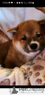 Additional photos: Shiba Inu, ZKwP records