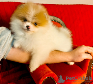 Photo №1. pomeranian - for sale in the city of Zrenjanin | negotiated | Announcement № 34196