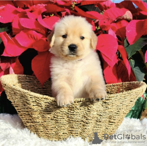 Photo №4. I will sell golden retriever in the city of New York. from nursery, breeder - price - 600$