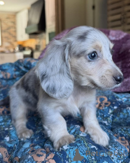 Photo №3. Premium Dachshund Puppy Available Loving, Healthy & Ready for His Forever Family. Germany