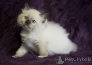 Photo №1. ragdoll - for sale in the city of Фискари | Is free | Announcement № 79559
