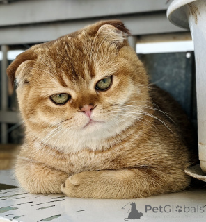 Photo №2. Mating service scottish fold. Price - 100$