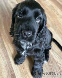 Photo №2 to announcement № 78833 for the sale of english cocker spaniel - buy in Sweden private announcement