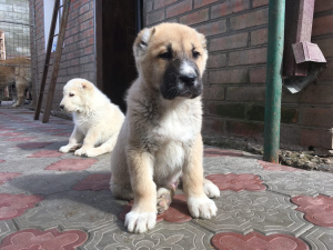 Photo №1. central asian shepherd dog - for sale in the city of Taganrog | negotiated | Announcement № 6061